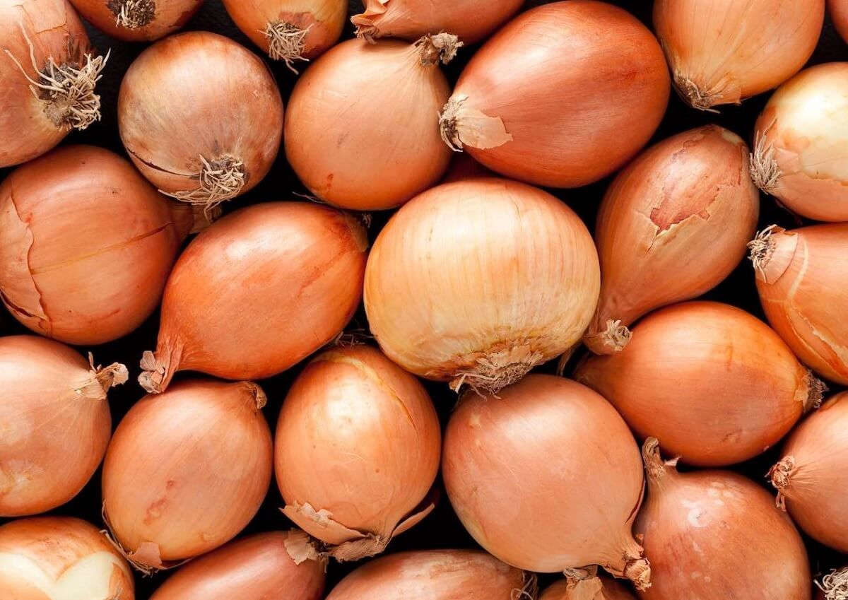 cebula Rijnsburger