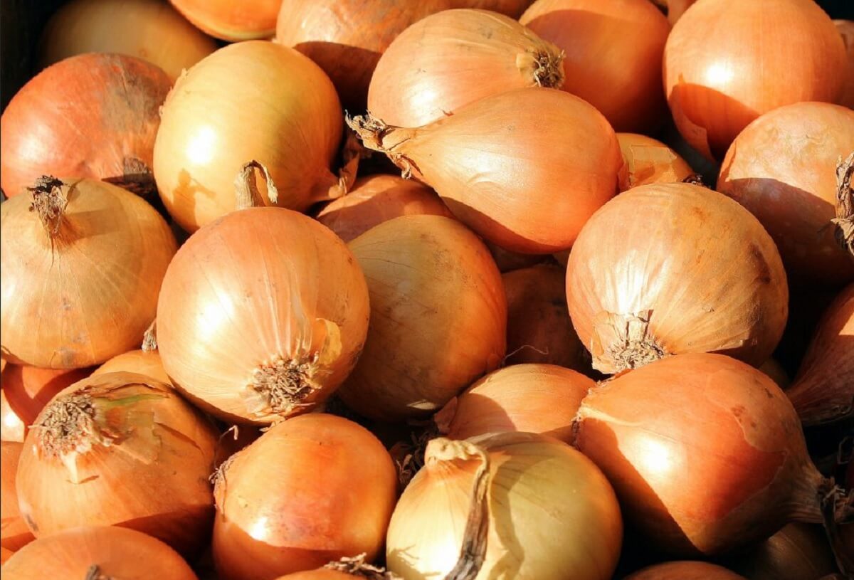 cebula Rijnsburger